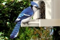 CPC.bluejay