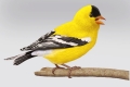 CPC.goldfinch copy