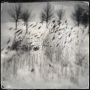 Winter Grasses